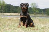 ROTTWEILER 313